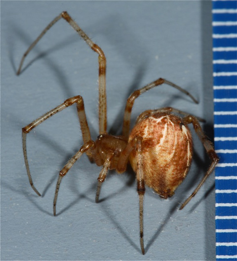 Tent Cobweb Weaver, Tidarren sisyphoides